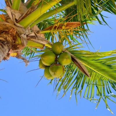 The Versatile Charm of Coconut